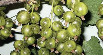 Green currant variety Emerald necklace