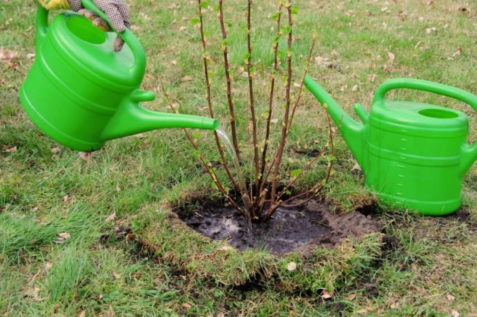 Watering currants