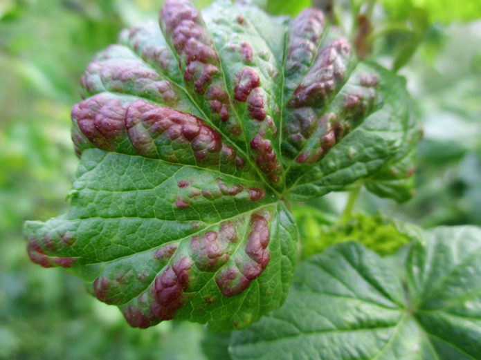 Anthracnose on currant