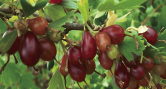 Shafak burgundy currant variety