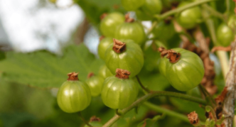 Green currant variety Galitsky burshtyn