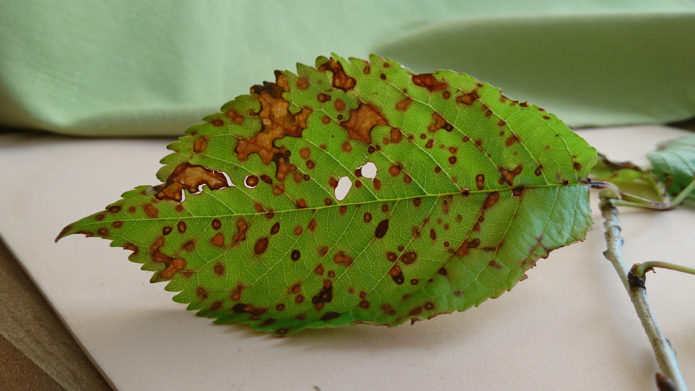 Cherry leaf affected by clasterosporium