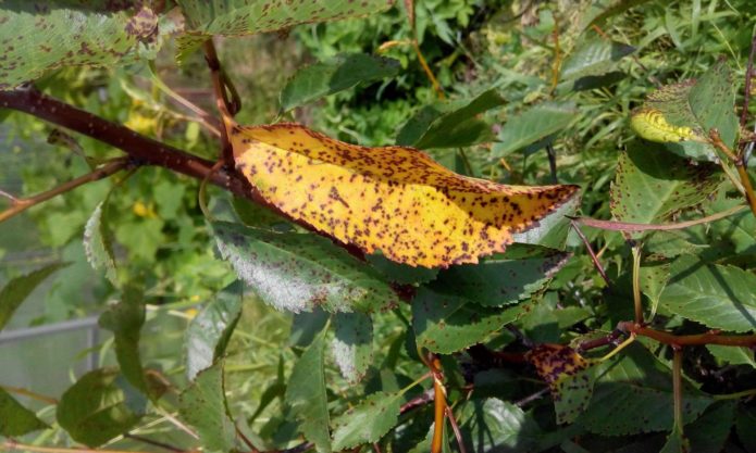 Cherry coccomycosis