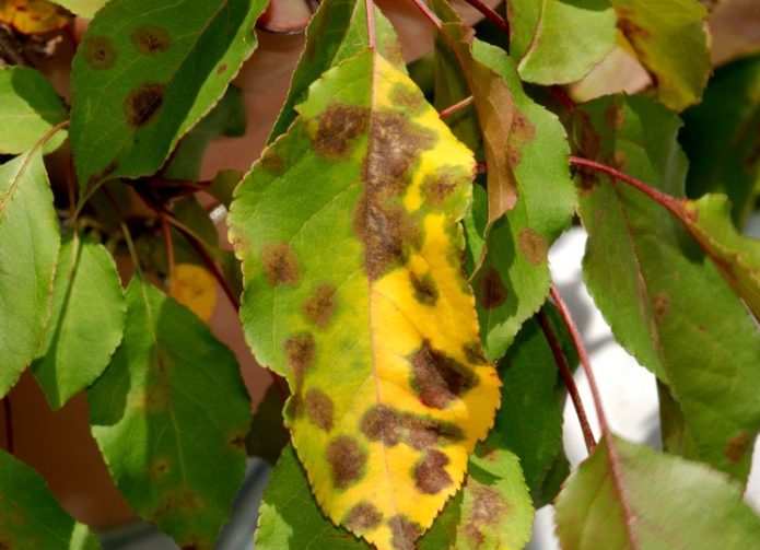 Scab on cherry leaves