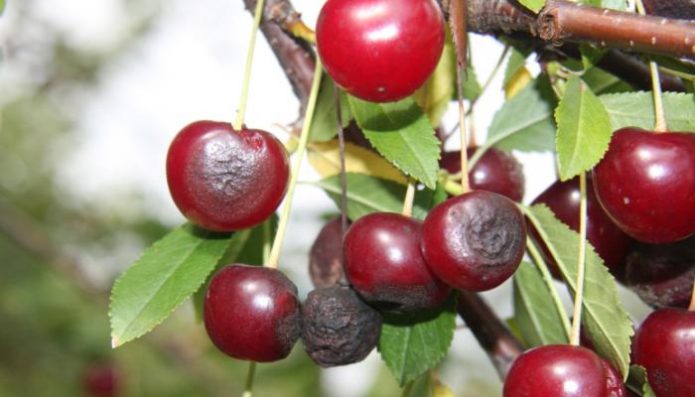 Anthracnose on cherry