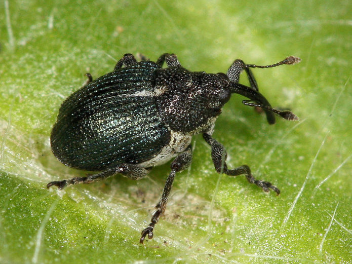 Black cherry weevil