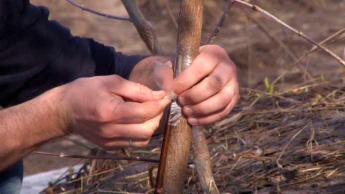 Tree bridge grafting