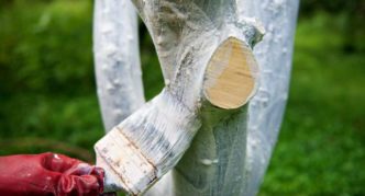 Whitewashing of staola cherries and skeletal branches