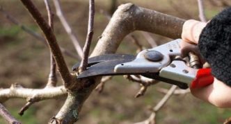 Spring pruning