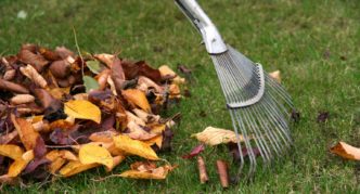 Picking dry leaves in the garden