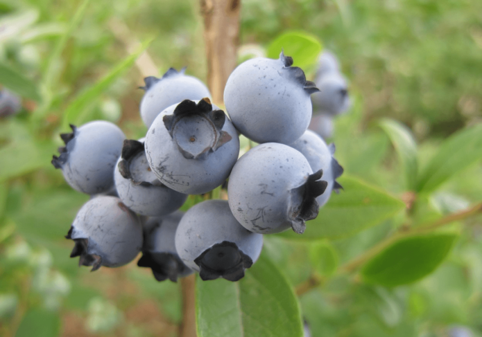 Blueberry berries