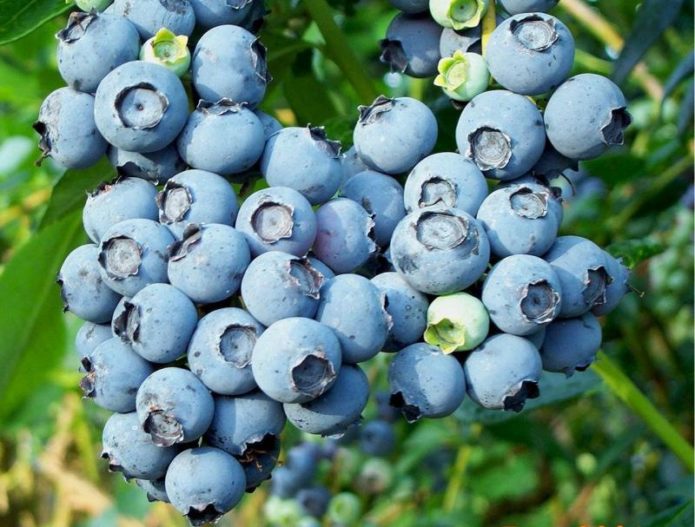 Blueberry blueberry varieties Bluecrop