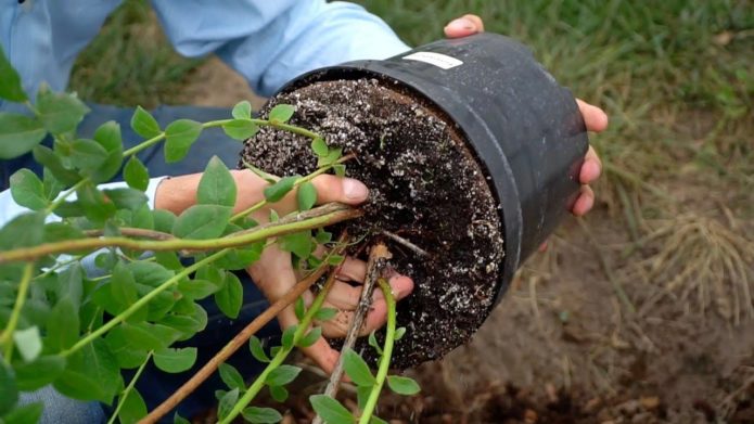 Blueberry seedling with earth clod