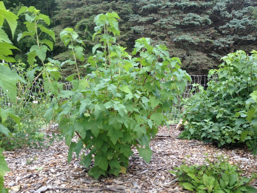 Currant bush