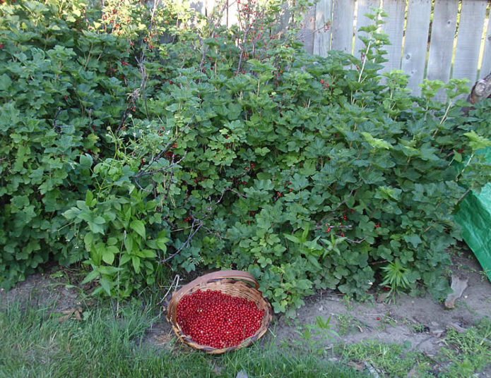 Currant bushes at the fence