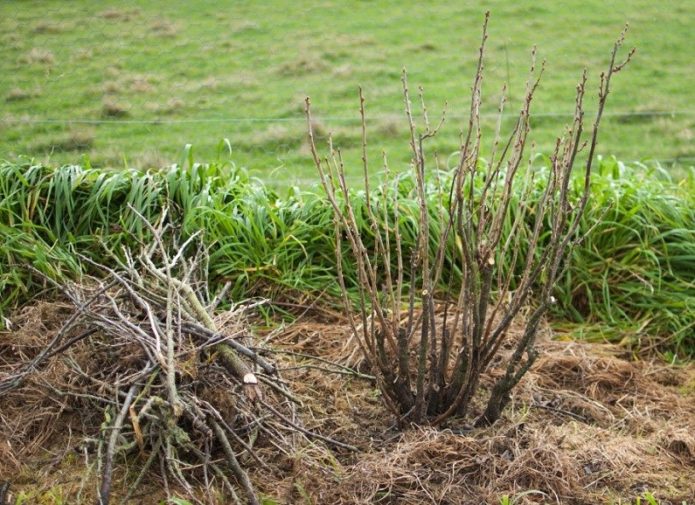 Pruning a bush