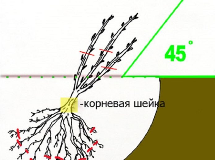 Root collar location