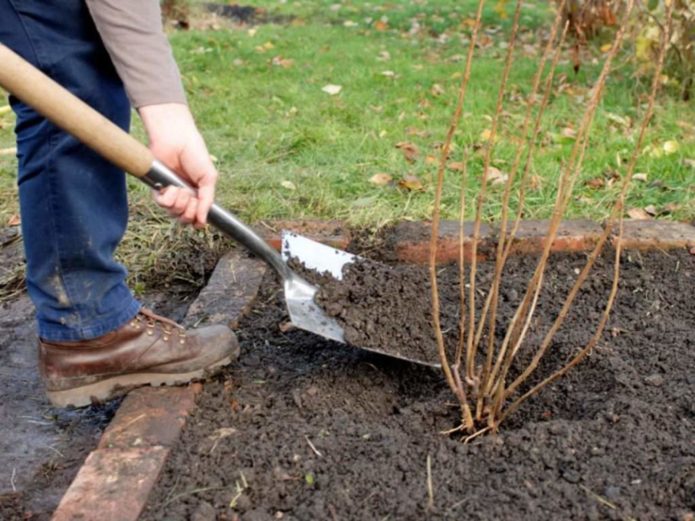 Backfilling roots