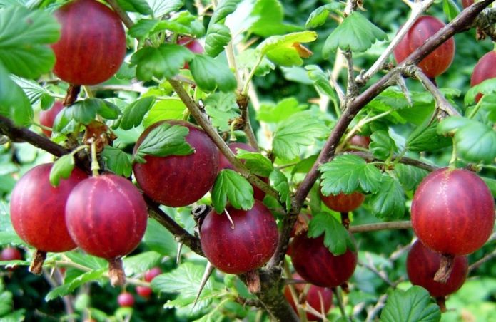 Gooseberry Date