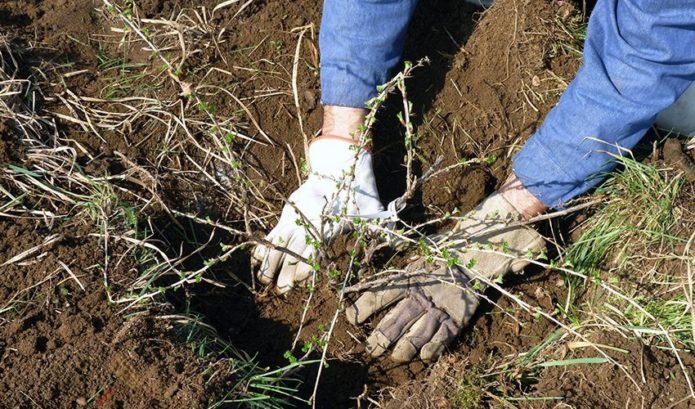 Planting gooseberries