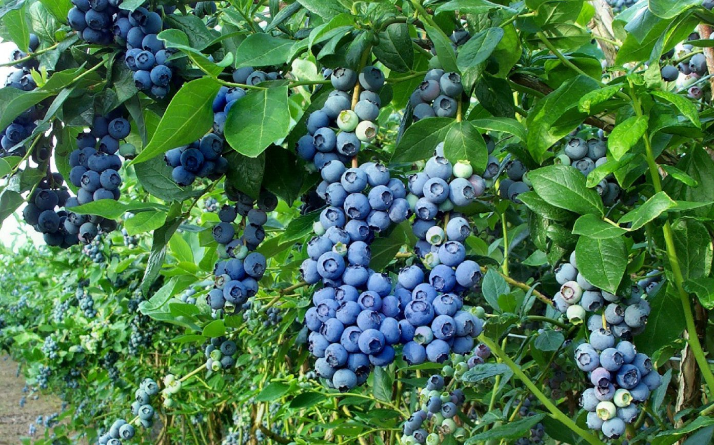 How and what to fertilize blueberries, how to acidify the soil correctly