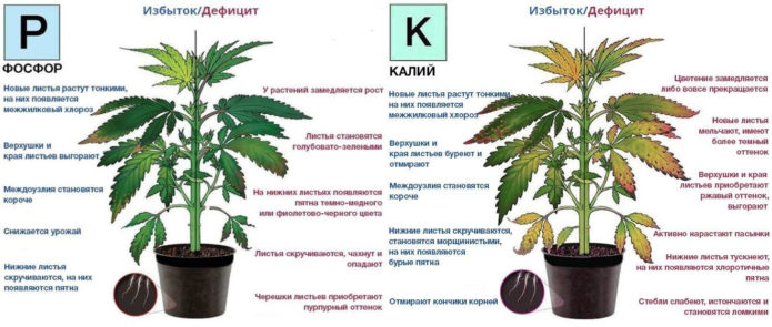 The consequences of excess and lack of phosphorus and potassium in plants