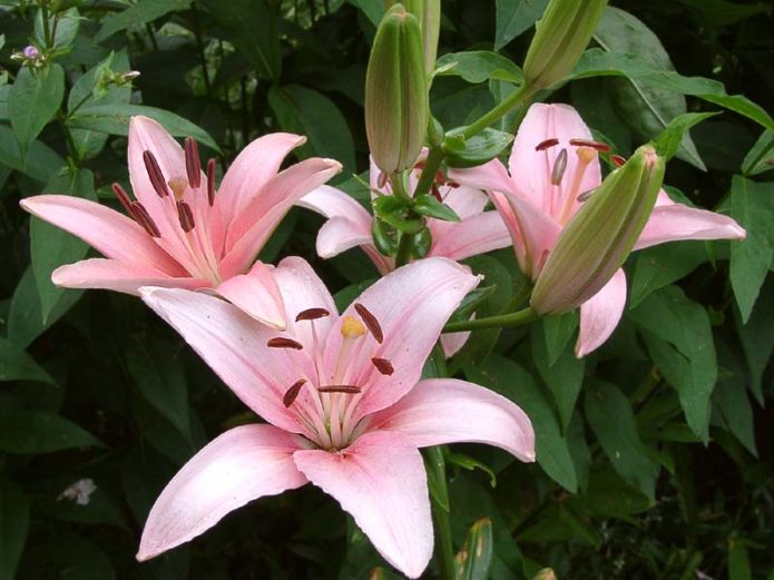 Pink lily flowers