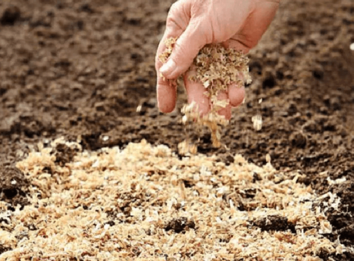 Applying a layer of sawdust to protect against cold