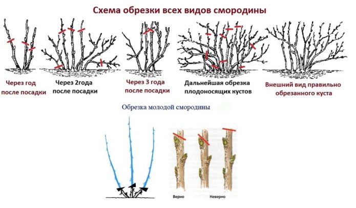 Currant pruning scheme