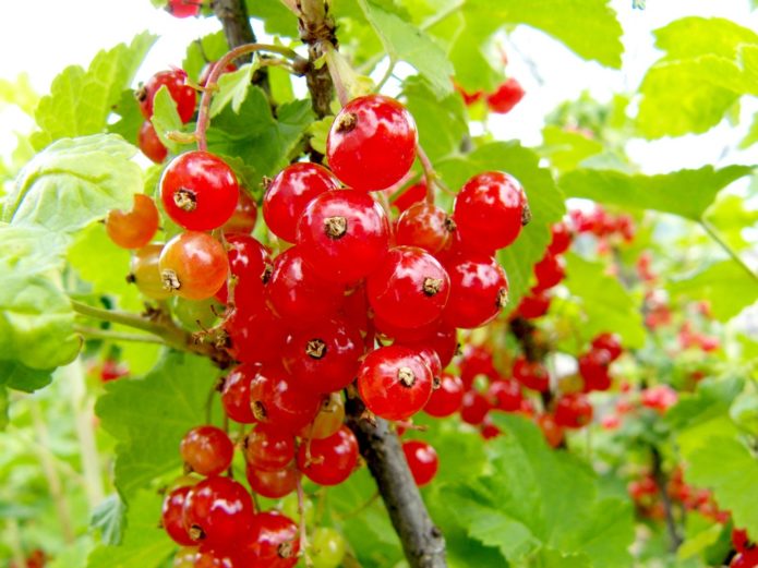 Currant berries Early sweet