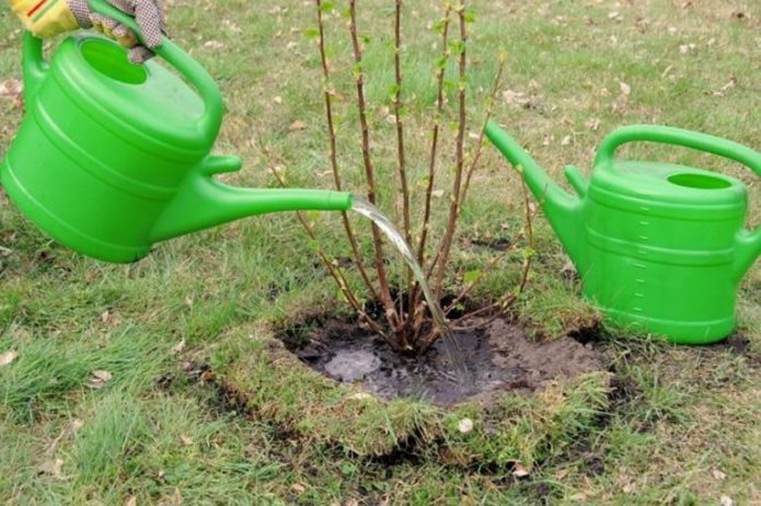 Watering currants when planting