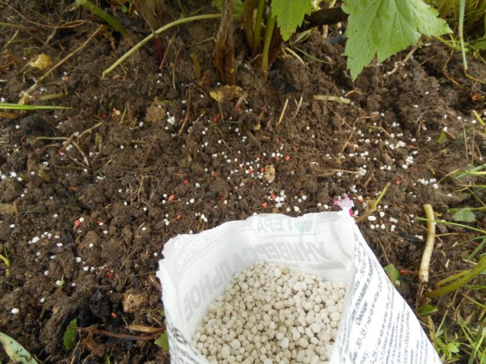 Feeding currants