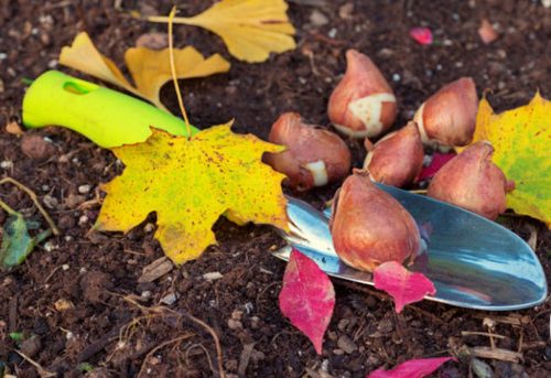 Planting tulips in autumn - methods and instructions