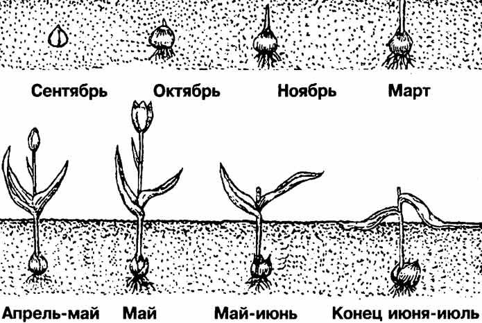 Growth and development diagram of a tulip bulb