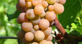 Grape variety Platovsky