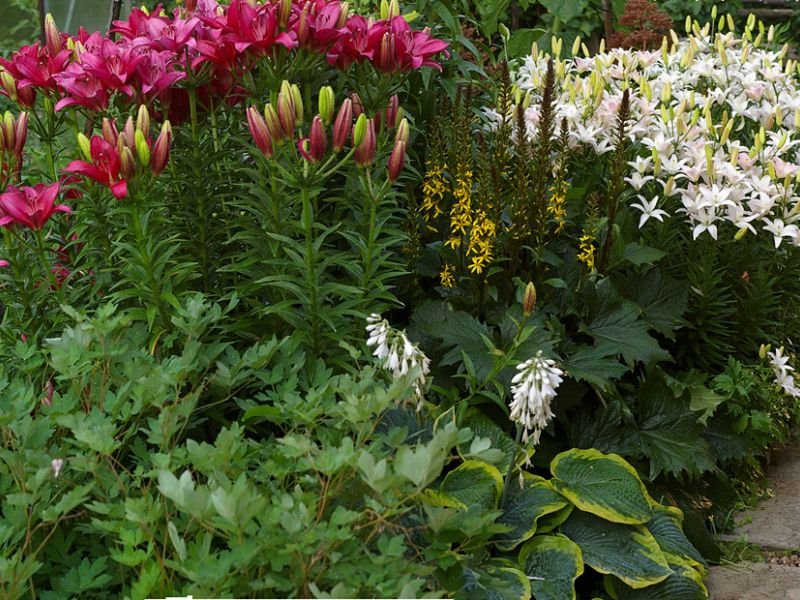 Planting lilies in the fall - all options and their effectiveness