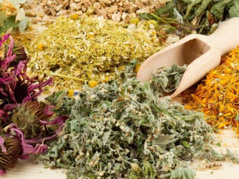 What herbs are harvested in August: top 10