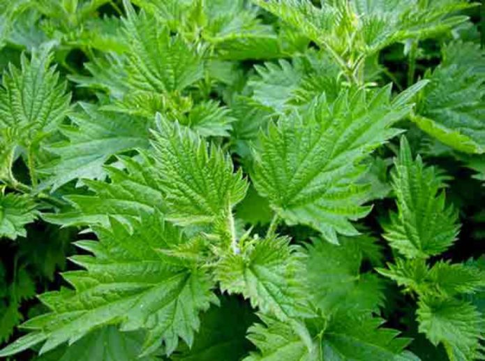 Nettle