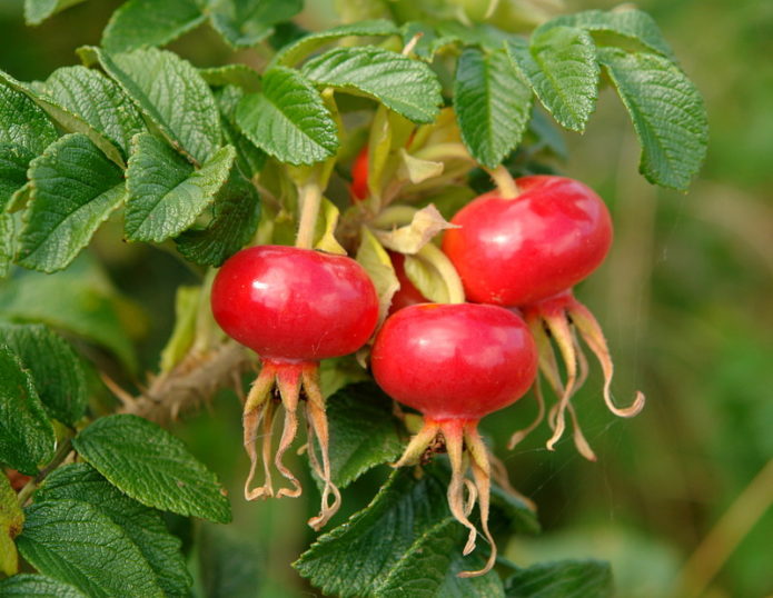 Dog-rose fruit