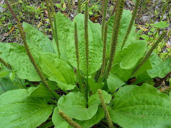 Plantain