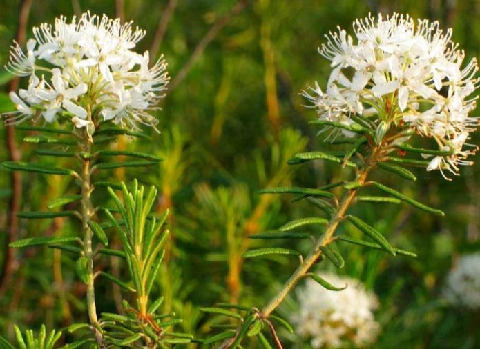 Useful collection of wild rosemary