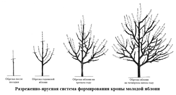 Разредена система на формиране на короната на ябълката