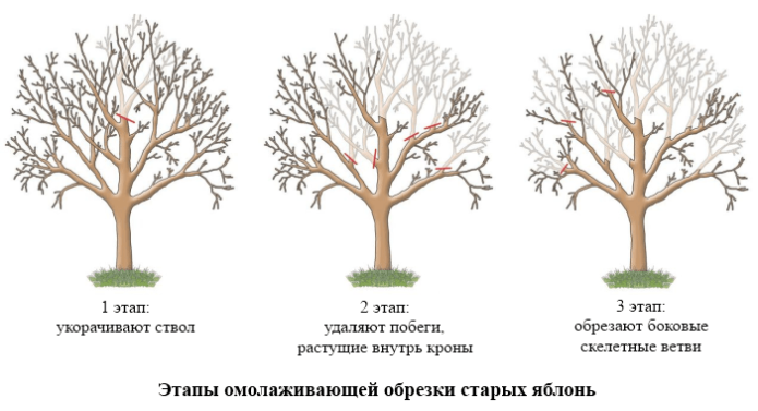 Етапи на подмладяваща резитба на ябълкови дървета в снимки