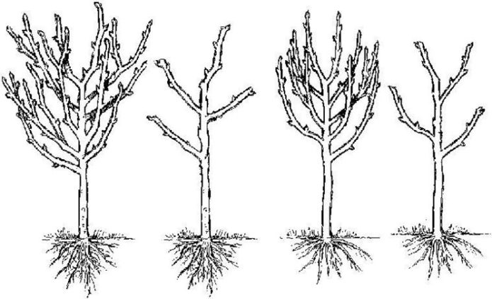 Pruning a columnar plum