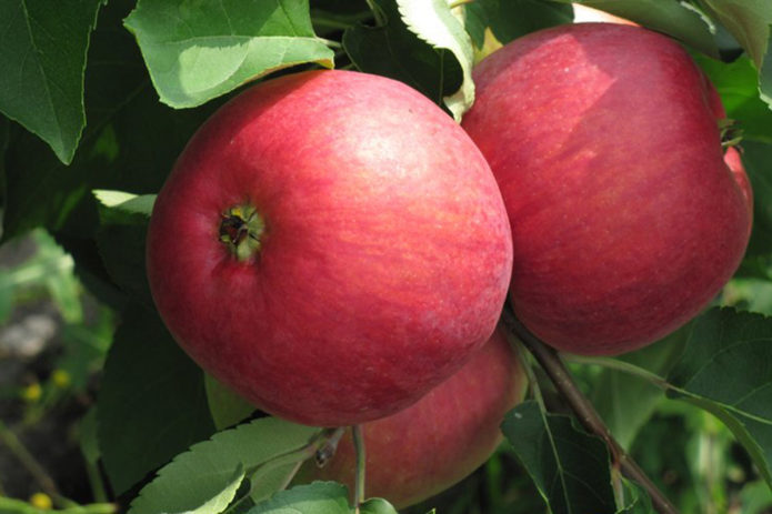 Apples of Zhigulevskoe variety