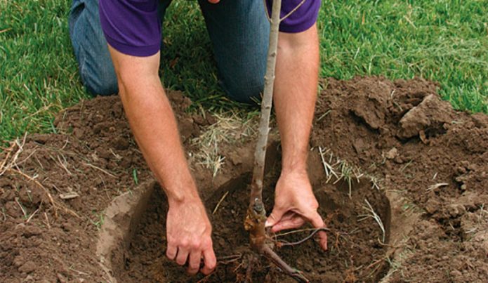 Installing an apple tree seedling in a planting pit