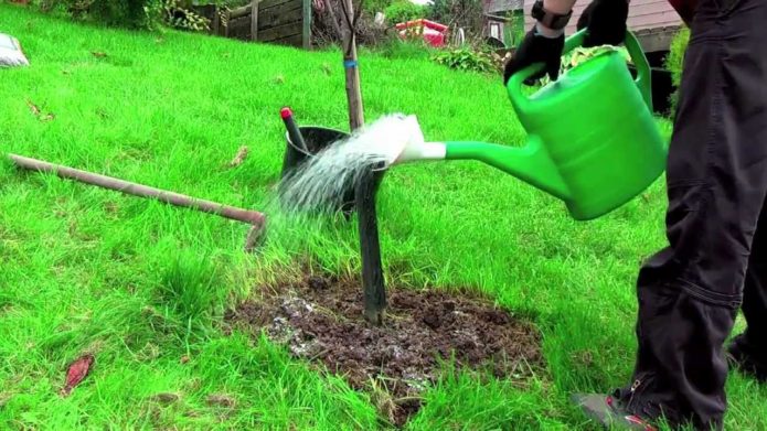 Watering the apple tree in summer