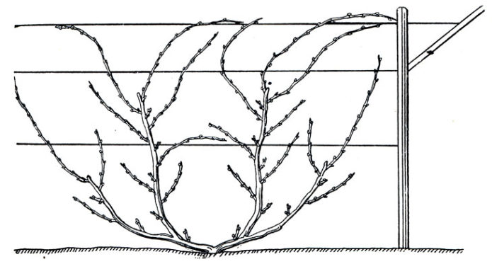 Fan-shaped grape pattern