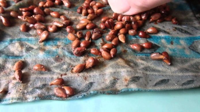 Grape seeds on fabric