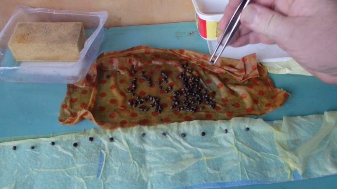 The hand of a man who shifts grape seeds with tweezers